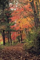 彩の国さいたま　武蔵嵐山の渓谷　紅葉盛りのころ