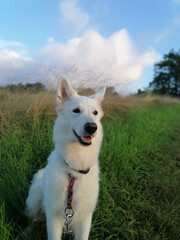 portrait of a dog