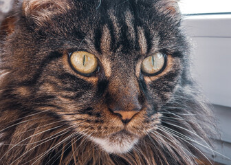 Felis catus Maine Coon feline ticked classic Brown tabby curious house cat macro face close up with green eyes domestic cute adorable animal pet wild looking as wallpaper and background