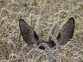 Ein Rehbock versteckt sich regungslos in einem Weizenfeld