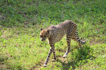 beautiful cheetah fast dangerous wild stealth carnivorous hunter