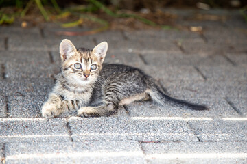 Obraz premium grey cat on the floor
