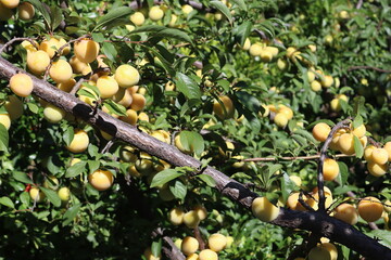 Delicious apricots natural fruit vitamins beautiful tree