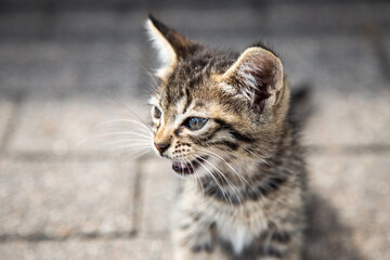 Naklejka premium portrait of a cat