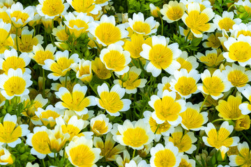 Poached egg plant, (Limnanthes douglasii)  a common annual garden flower plant growing throughout...