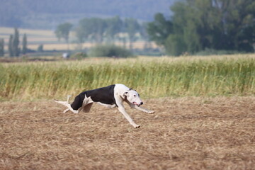 Spanish greyhound dog race hare hunting speed delivers passion