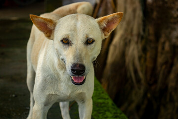 portrait of a dog