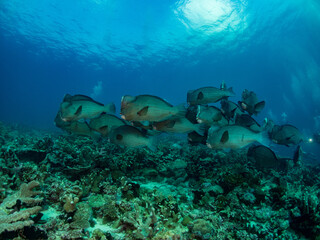 School of Bump head parrotfish on reef. Banda sea, Indoneia.