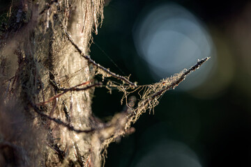 moss, lava  sitting on a tree, bergafjärden, norrland.sverige, sweden