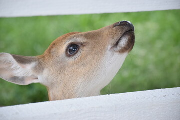 WONDERFUL LITTLE DEER BAMBY WITH SPOTS DEER DEER