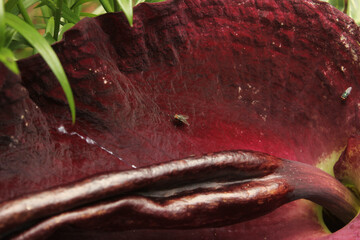 Dragon Arum - Dracunculus vulgaris or Dragon Lily Growing in Garden