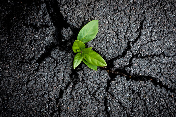 Young green sprout grows through cracked tarmac. Symbol of rebirth. Environmental issues and...