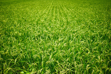 実をつけはじめた稲