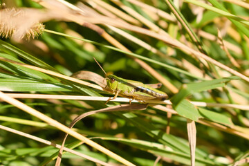 Little green colored grasshopper among grass