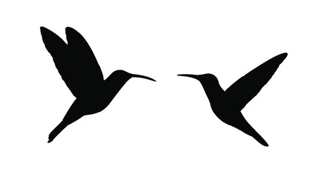 Couple in love hummingbird vector silhouette illustration isolated on white background. Tropical little bird colibri symbol.Smallest bird family.