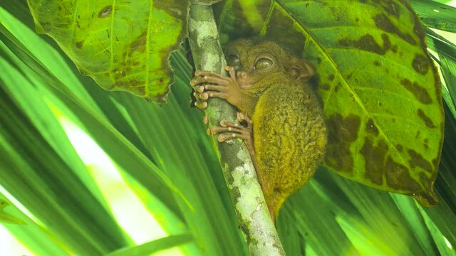 Small tarsier on a branch in a tropical forest. Bohol, Philippines.
