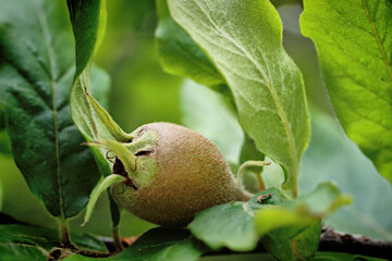 Common medlar