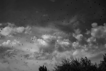 Dance of birds in a cloudy sky