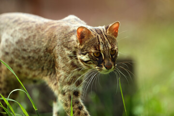 The leopard cat (Prionailurus bengalensis), in this case the northernmost living (Prionailurus bengalensis euptilurus), portrait of an adult cat with a green background.