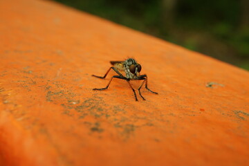 Macro Fly