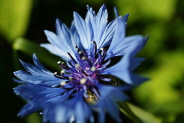 Obraz premium Macro Flower