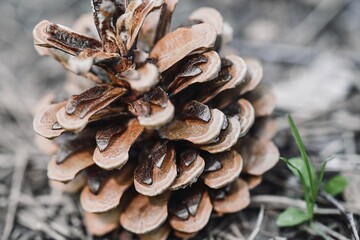 Closeup macro of pine cone