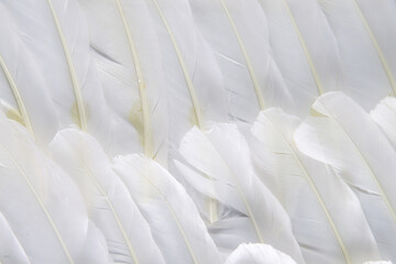 Fototapeta na wymiar White feather of bird for background