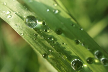 Water Drops