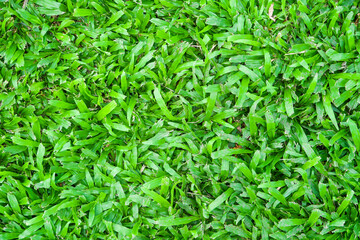 Green grass texture background