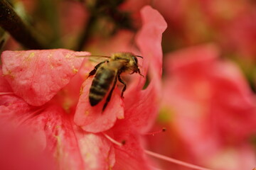 bee on flower