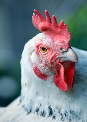 Close up of a white Sussex chicken