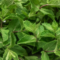 Menthe plant. Mint leaves background. Green mint leaves pattern layout design. Ecology natural creative concept. Top view nature background with spearmint herbs.
