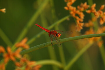 Color closeup of a red dragonfly on a green branch. Delicate, green blurred background with plants.