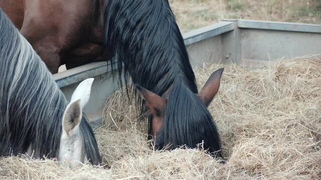 Two andalusian mares eating from a grain and hay feeder.