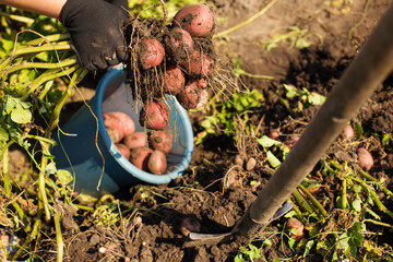 Harvesting potato. Picking dug potato from dark soil. Good soil for growing potato.