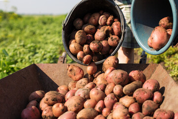 Caring potato in wheelbarrow. Harvesting good yield of potato.