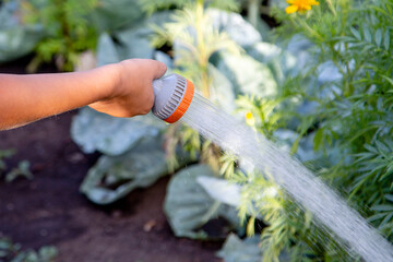 watering from a hose with a nozzle for distributing water in the garden