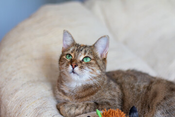 Domestic tricolor (white, gray, red) half-breed cat with green eyes lies on the sofa with a toy. Close-up.