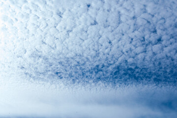 blue sky with large cumulus of small white walnuts as background