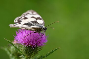 A butterfly on a thistle. Beautiful natural colour background.