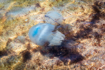 Jellyfish by the sea. The concept of human impact on the environment. Huge dead jellyfish on the beach. Dead jellyfish on the shores of the Sea of Azov. Top view
