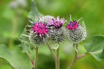 Beautiful close-up/macro shot of the burdock fruit.