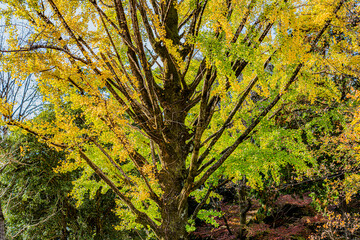 秋の紅葉した銀杏の木