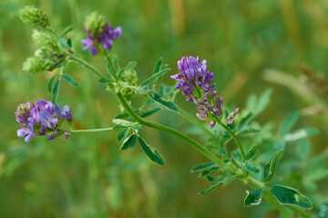 Luzerne (Medicago sativa)