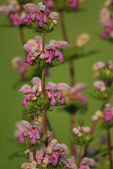 Phlomoides tuberosa, Tuberous Jerusalem sage. Pink purple flowers close-up in sunlight against the backdrop of a green meadow. Pink natural background. Vertical.