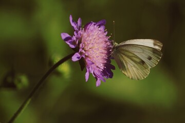 Butterfly on a flower. Garden Whites, Pieris. Field Scabious, Knautia arvensis. A white butterfly sits on a purple flower in the shine of sunlight. Close-up. Outdoors.