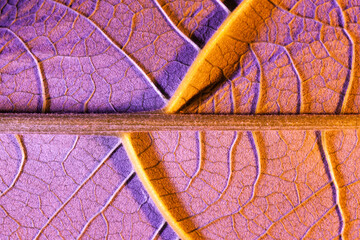 purple leaf close up, use as background or texture