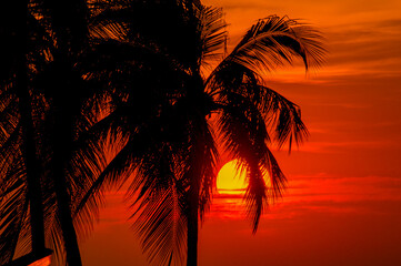 Obraz premium Tropical Palm Trees Silhouette Sunset or Sunrise