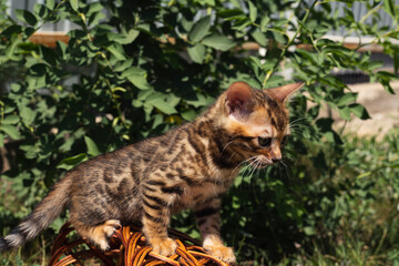 Bengal kittens of a special breed with green eyes, in a basket on the green grass on a sunny day.