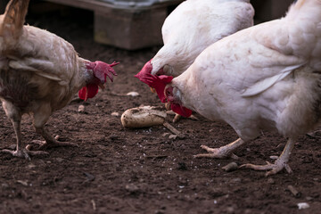 Three white hens eating a crust of bread in their farmhouse, second photo. Photography made in Jaen, Andalucia, Spain.